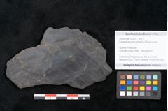 Foto (Objekt + Etikett) von Flabellaria sublongirhachis Ettingshausen (NHMW-GEO-2024-0188-10245)